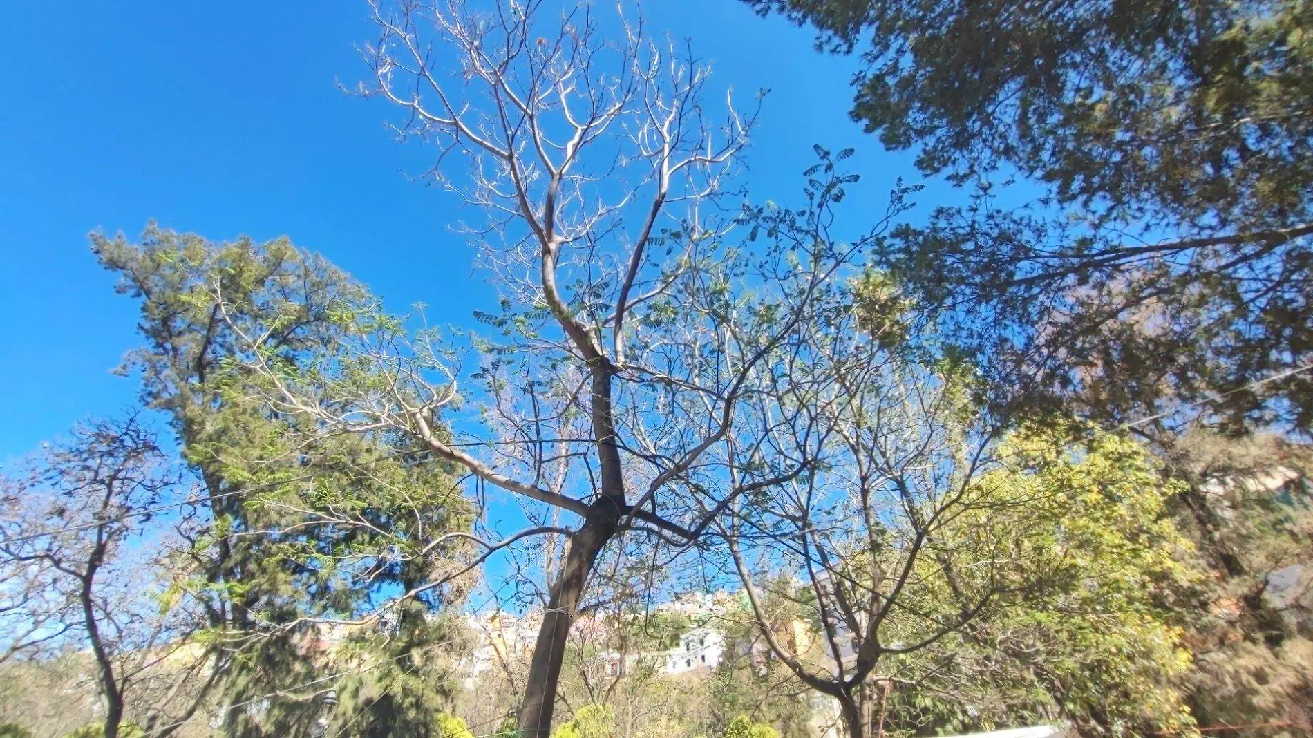 RAFAGAS DE AIRE DE MAS DE 40 KM_H Y TEMPERATURAS CALIDAS EN GUANAJUATO1 (3)